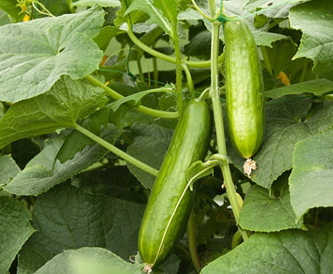 Vertical farming cucumbers
