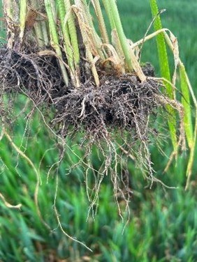 Wheat root development from 2024 field trials